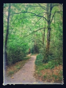 gorgeous path in woods