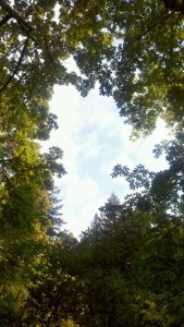 sky thru canopy of trees