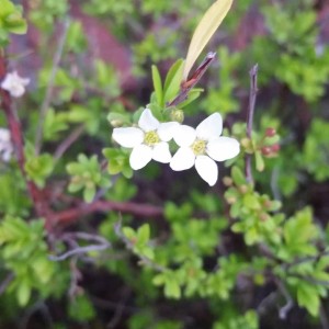 two white small flowers in focus